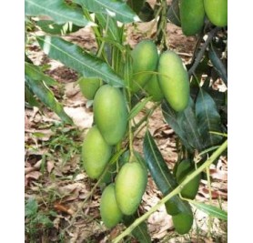 Dasheri Mango Plant